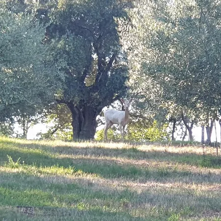 Nocleg ze śniadaniem Coralupi 3*