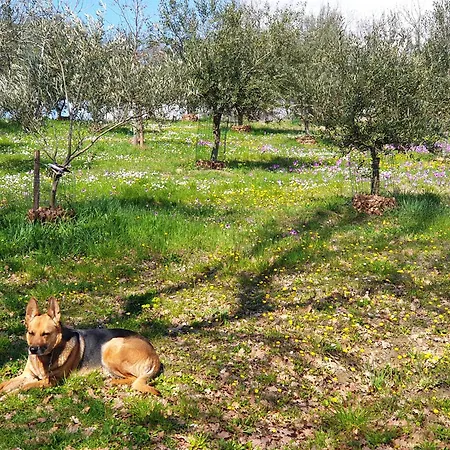 Coralupi Nocleg ze śniadaniem