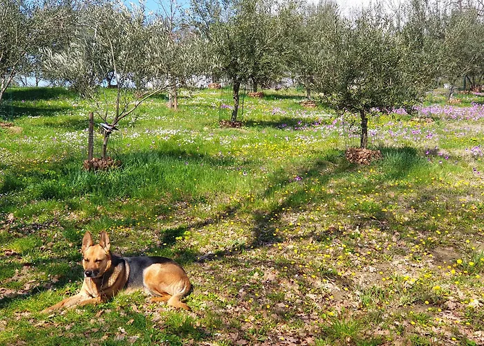 Coralupi Couette-café